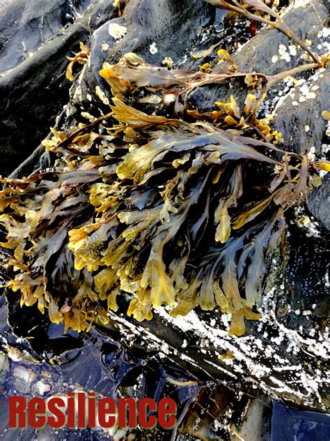 Delve into the enchanting world of Kennebunk's seaweed